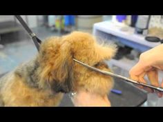 dog grooming tutorial video